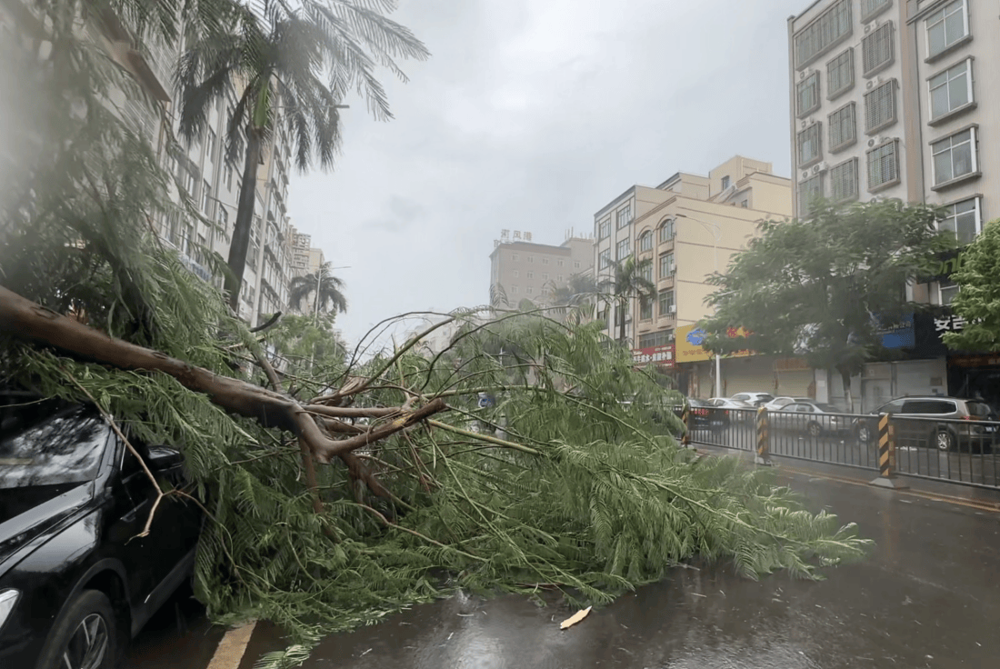 皇冠信用网可以占几成_湛江徐闻实况：路边大树被强风刮倒皇冠信用网可以占几成，车辆被砸！台风“麦德姆”即将登陆