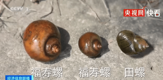 皇冠在线客服_别吃！寄生虫多达6000条皇冠在线客服，近期正大量出现，严重可致死